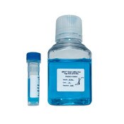 qMAX™ Green qPCR mix